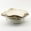 Bowmore Oyster Serving Platter